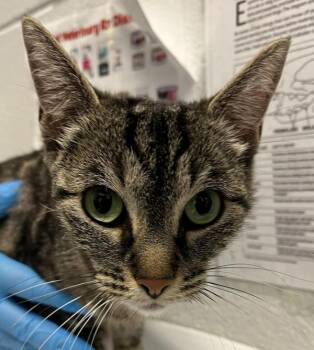 Nora -  Domestic Short Hair Cat for Adoption in Golden, Colorado - Nora | PetCurious