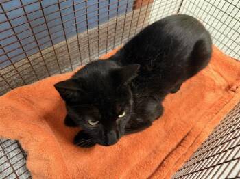 CREED -  Domestic Short Hair Cat for Adoption in Tustin, California - CREED | PetCurious