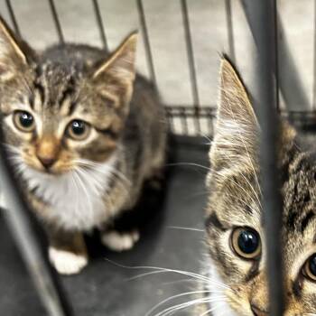 Delphi -  Domestic Short Hair Cat for Adoption in Philadelphia, Pennsylvania - Delphi | PetCurious
