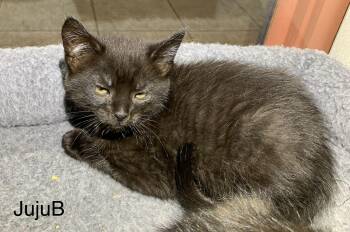 JujuB -  Domestic Short Hair Cat Available for Adoption in Massena, New York - JujuB | PetCurious