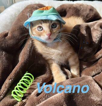 Volcano -  Domestic Short Hair Cat for Adoption in Fresno, California - Volcano | PetCurious