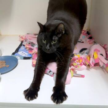 Domestic Short Hair Cats Available for Adoption in Woodinville, Washington - Milo | PetCurious