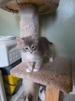 Princess Fluffington -  Domestic Short Hair Cat for Adoption in Cloquet, Minnesota - Princess Fluffington | PetCurious