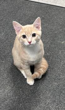 Ash -  Domestic Short Hair Cat for Adoption in Edinburg, Virginia - Ash | PetCurious