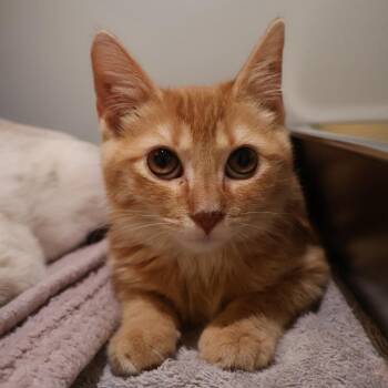 Big Guy -  Domestic Short Hair Cat for Adoption in Saint Charles, Missouri - Big Guy | PetCurious