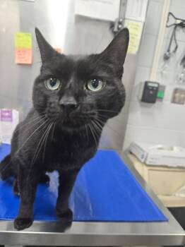 Domestic Short Hair Cats Available for Adoption in Hagerstown, Maryland - THEODORE | PetCurious