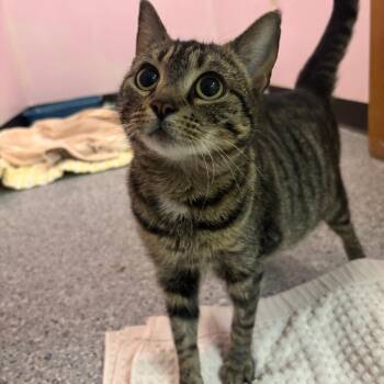 Willow -  Domestic Short Hair Cat for Adoption in Hopewell, Virginia - Willow | PetCurious
