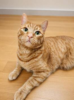 Trek -  Domestic Short Hair Cat for Adoption in Great Falls, Montana - Trek | PetCurious