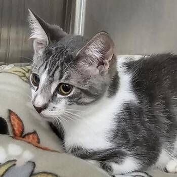 Lancelot -  Domestic Short Hair Cat Available for Adoption in Schenectady, New York - Lancelot | PetCurious