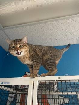 Leo (Bonded with Simba) -  Domestic Short Hair Cat for Adoption in Fort Worth, Texas - Leo (Bonded With Simba) | PetCurious