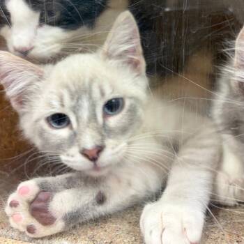 Boop -  Domestic Medium Hair Cat for Adoption in Reno, Nevada - Boop | PetCurious