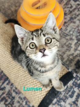 Lumen -  Domestic Short Hair Cat for Adoption in Warrington, Pennsylvania - Lumen | PetCurious