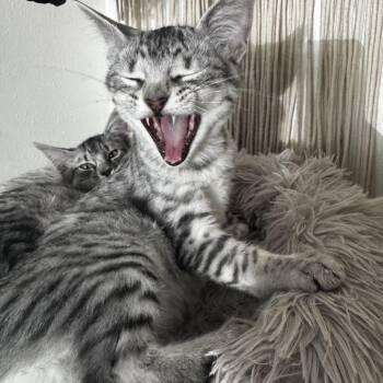 Leah -  Domestic Short Hair and Silver Cat for Adoption in Ripon, California - Leah | PetCurious