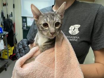 Rescue Domestic Short Hair Cats for Adoption in Pasadena, California - A524514 | PetCurious