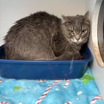 Domestic Medium Hair Cats Available for Adoption - Gale | PetCurious