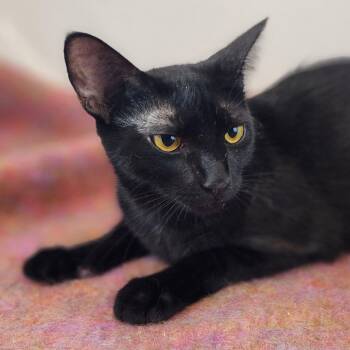 Wonderful Alma -  Domestic Short Hair Cat for Adoption in New York, New York - Wonderful Alma | PetCurious