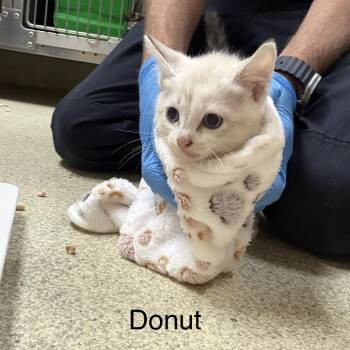 Donut -  Domestic Medium Hair and Domestic Short Hair Cat for Adoption in Windsor, Virginia - Donut | PetCurious
