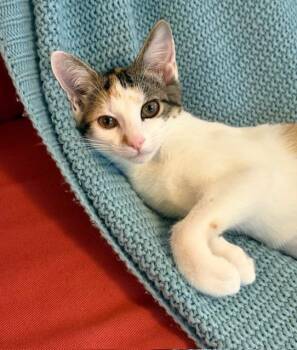 Solene -  Domestic Short Hair Cat for Adoption in Cumberland, Maine - Solene | PetCurious