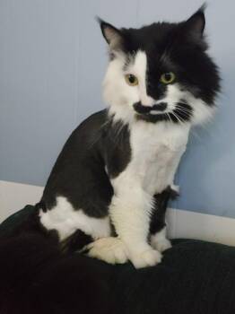 Prince -  Domestic Long Hair Cat for Adoption in Stratham, New Hampshire - Prince | PetCurious