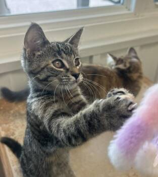 Purrfect -  Domestic Short Hair Cat for Adoption in Mauston, Wisconsin - Purrfect | PetCurious