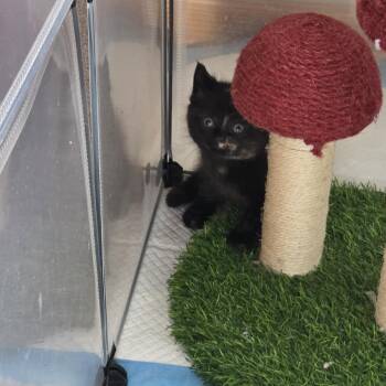 Domestic Short Hair Cats Available for Adoption - Riesling C10907 | PetCurious