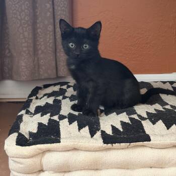 Jade -  Domestic Short Hair Cat for Adoption in Albuquerque, New Mexico - Jade | PetCurious