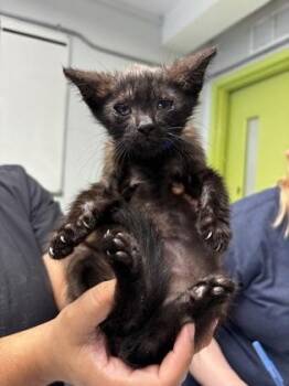 Pluto -  Domestic Short Hair Cat for Adoption in Daytona Beach, Florida - Pluto | PetCurious