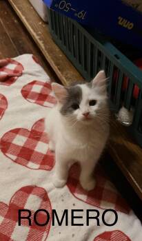 Romeo -  Domestic Long Hair Cat for Adoption in Chicago, Illinois - Romeo | PetCurious