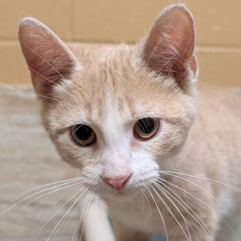 Link -  Domestic Short Hair Cat for Adoption in Jefferson, Wisconsin - Link | PetCurious