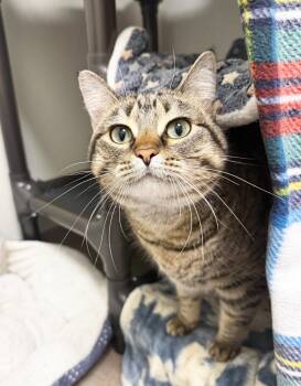 Willow - loving gentle soul -  Tabby Cat for Adoption in Oshkosh, Wisconsin - Willow - Loving Gentle Soul | PetCurious