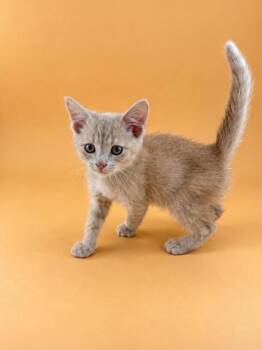 Otis -  Domestic Short Hair Cat for Adoption in Dahlonega, Georgia - Otis | PetCurious