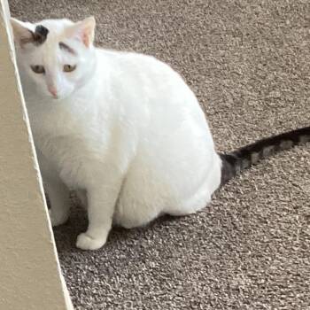 Dolly -  Domestic Medium Hair Cat for Adoption in Reno, Nevada - Dolly | PetCurious