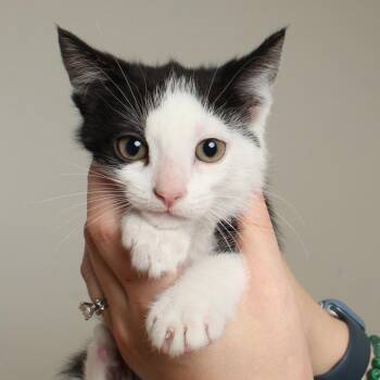 Domestic Short Hair Cats Available for Adoption in Minnetonka, Minnesota - Chicky C68761 | PetCurious