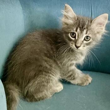 Luna Bella -  Domestic Long Hair Cat for Adoption in Liverpool, Texas - Luna Bella | PetCurious