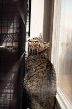 Domestic Short Hair Cats Available for Adoption in Houston, Texas - Pibbles  | PetCurious