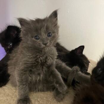 Runterson -  Domestic Short Hair Cat for Adoption in Abbotsford, British Columbia - Runterson | PetCurious