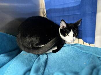Rocking Out -  Domestic Short Hair Cat for Adoption in Sherwood, Oregon - Rocking Out | PetCurious
