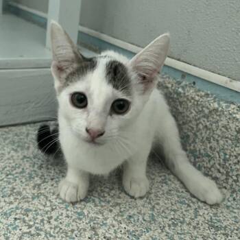 Cannoli -  Domestic Short Hair Cat for Adoption in Hawthorne, California - Cannoli | PetCurious