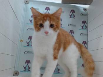 FLUFFY -  Domestic Short Hair Cat for Adoption in Orlando, Florida - FLUFFY | PetCurious
