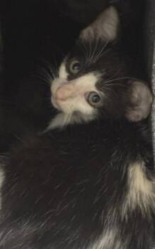 Artemis -  Domestic Short Hair Cat for Adoption in Converse, Texas - Artemis | PetCurious
