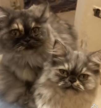 Bonded pair -11 months -  Himalayan Cat for Adoption in Brampton, Ontario - Bonded Pair -11 Months | PetCurious