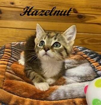 Hazelnut -  Calico and Tabby Cat for Adoption in Southern Pines, North Carolina - Hazelnut | PetCurious