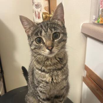 Amaretti -  Domestic Short Hair Cat for Adoption in Dekalb, Illinois - Amaretti | PetCurious