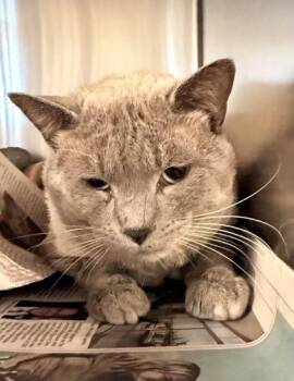 Domestic Short Hair Cats Available for Adoption in Fort Worth, Texas - Ernie | PetCurious