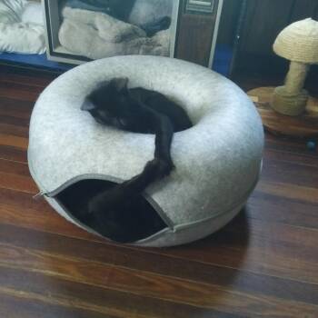 Orion & Ozzy -  Domestic Short Hair Cat for Adoption in PORT WENTWRTH, Georgia - Orion & Ozzy | PetCurious