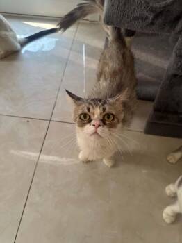 Forest -  Persian Cat for Adoption in Mississauga, Ontario - Forest | PetCurious