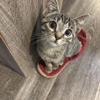 Meatball & PepperJack -  Domestic Short Hair Cat for Adoption in Pompano Beach, Florida - Meatball & PepperJack | PetCurious