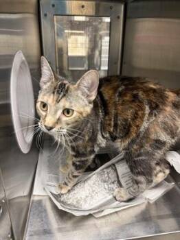 Nomi -  Domestic Short Hair Cat for Adoption in Wichita, Kansas - Nomi | PetCurious