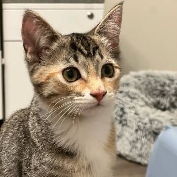 Rescue Domestic Short Hair Cats for Adoption in Cumming, Georgia - Zari | PetCurious