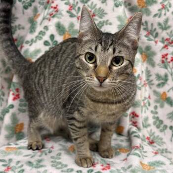 Wendy -  Domestic Short Hair Cat Available for Adoption in Laredo, Texas - Wendy | PetCurious